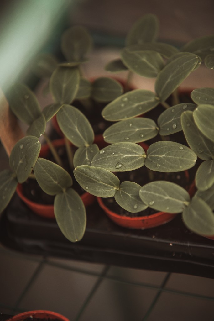 gardening, grow your own veg, mange tout plant, plants, garden, vegetable patch, veg patch