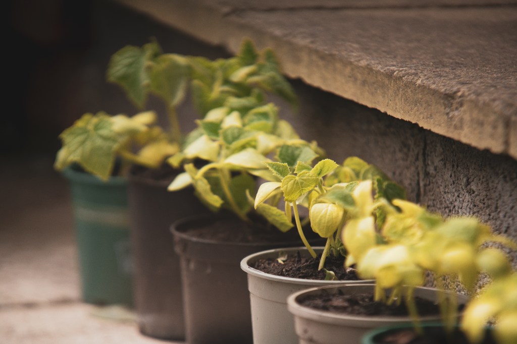 gardening, grow your own veg, mange tout plant, plants, garden, vegetable patch, veg patch