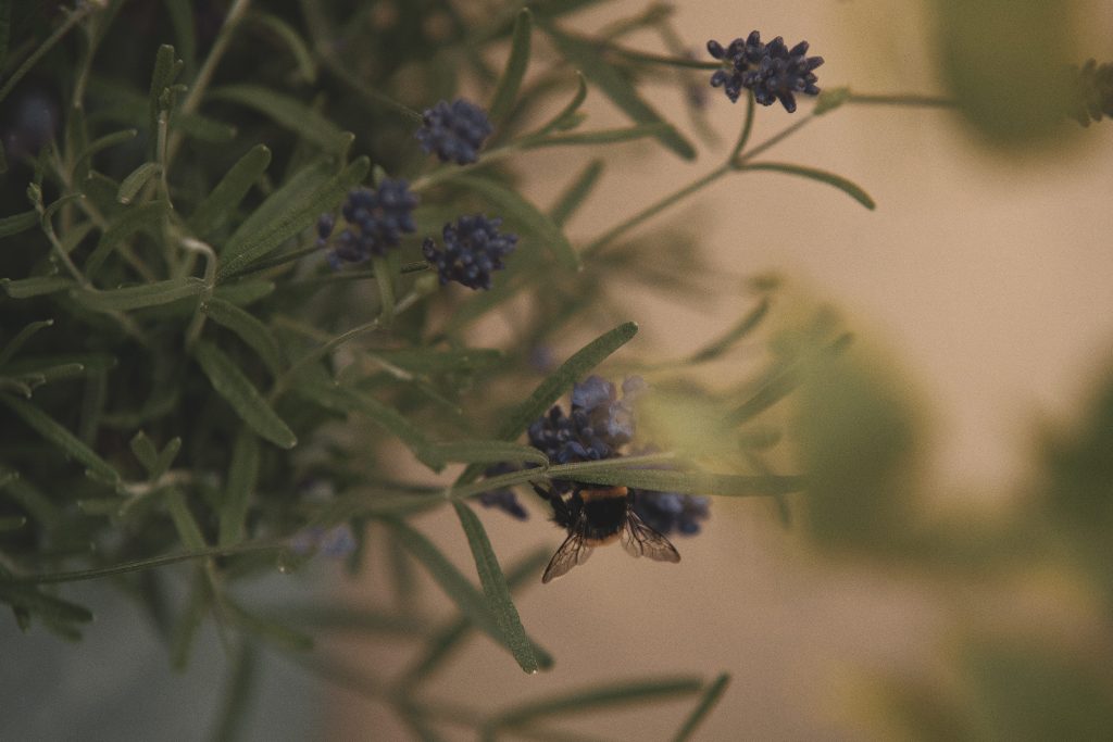 trauma healing, trauma recovery