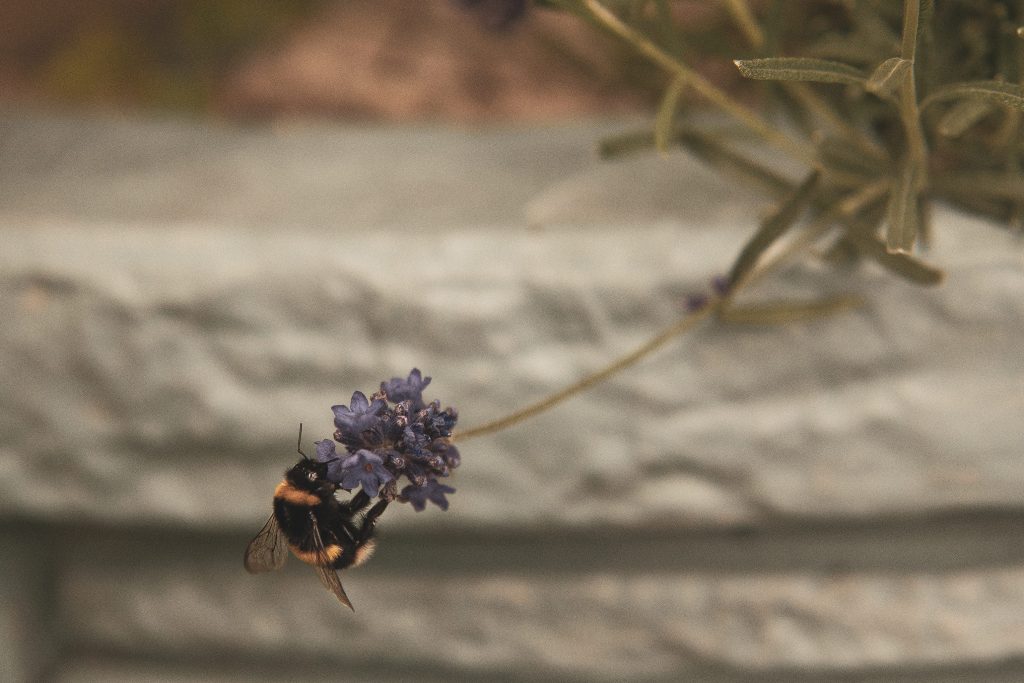 Distraction, The Double Edged Sword