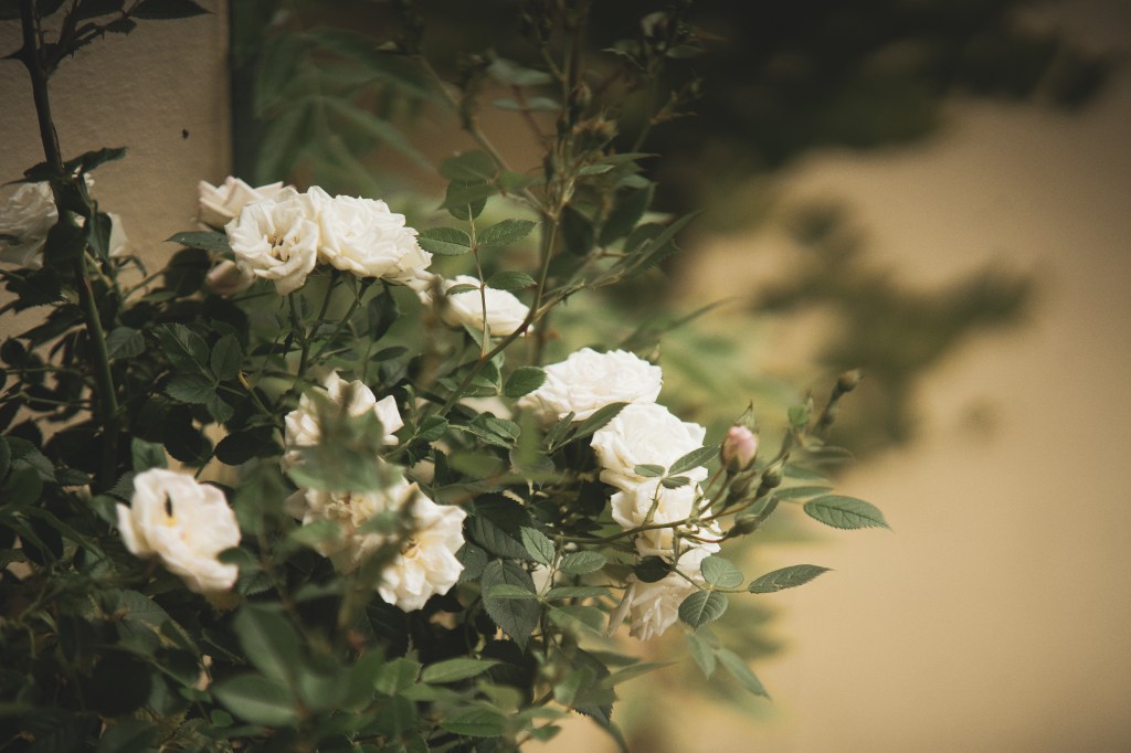 gardening, grow your own veg, mange tout plant, plants, garden, vegetable patch, veg patch