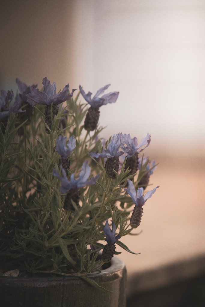 gardening, grow your own veg, mange tout plant, plants, garden, vegetable patch, veg patch